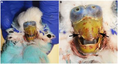 Beak fracture associated with leiomyosarcoma in a budgerigar (Melopsittacus undulatus): a case report and literature review